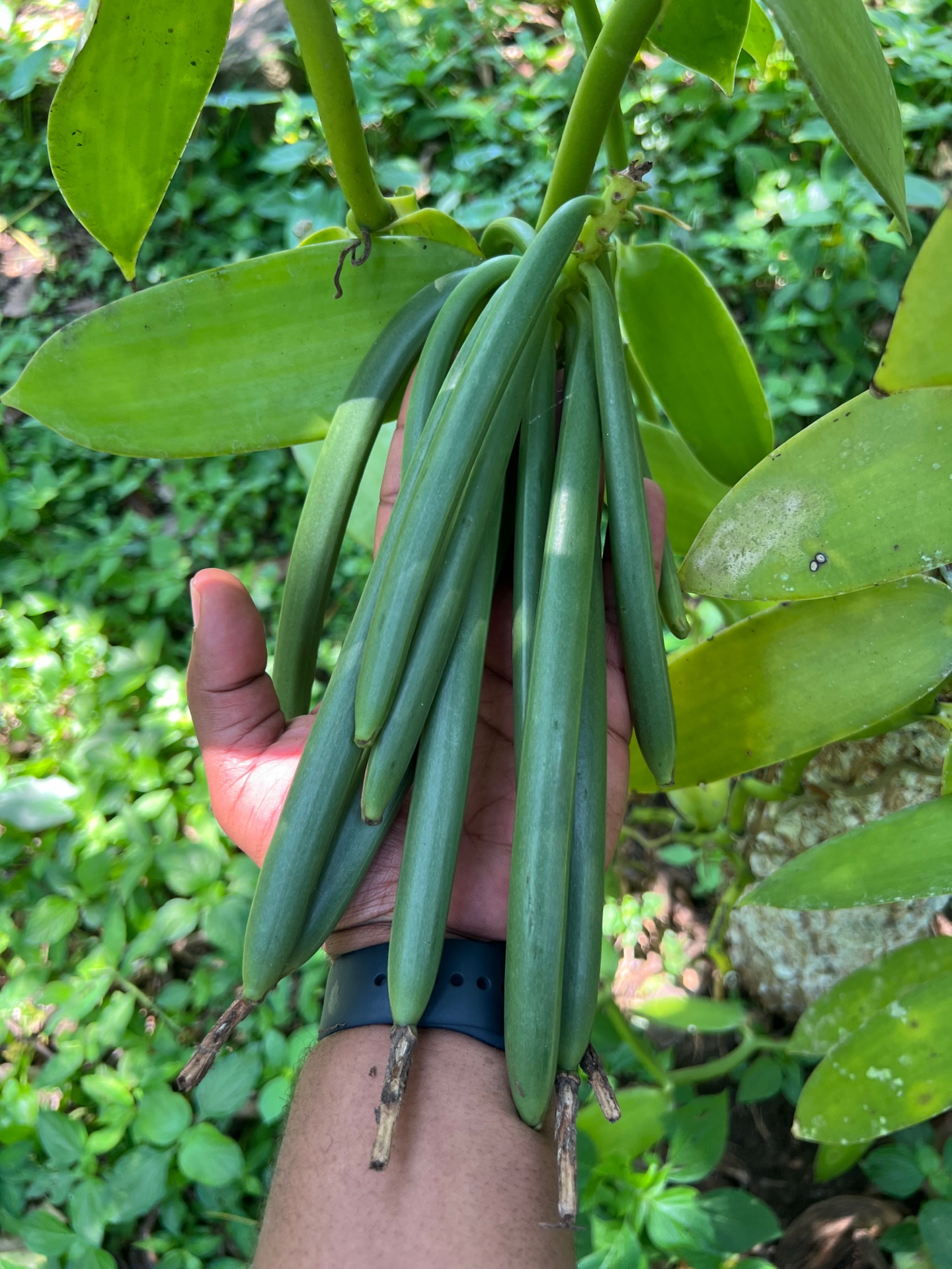 Hand harvesting vanilla pods