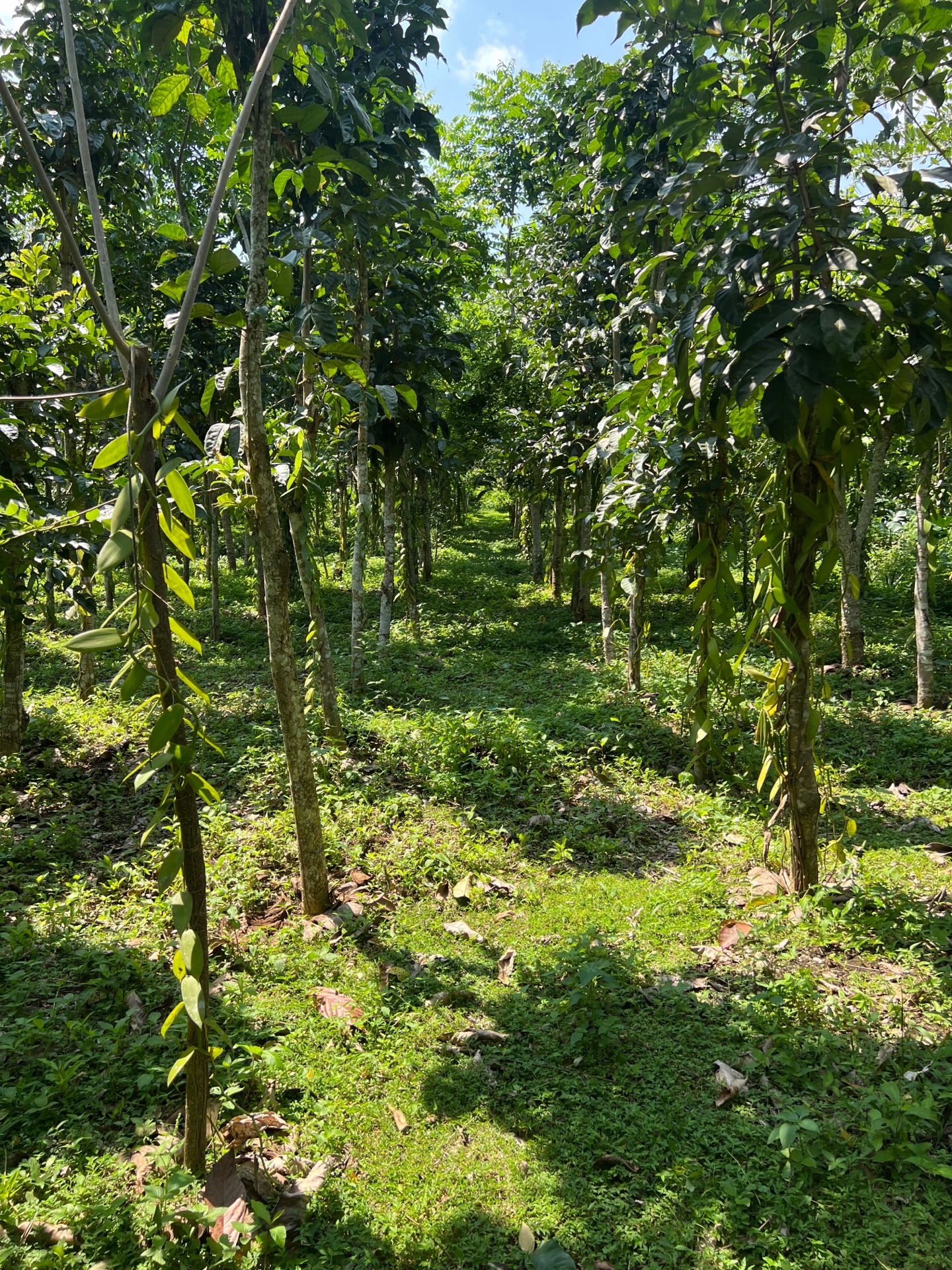 São Tomé vanilla plantation