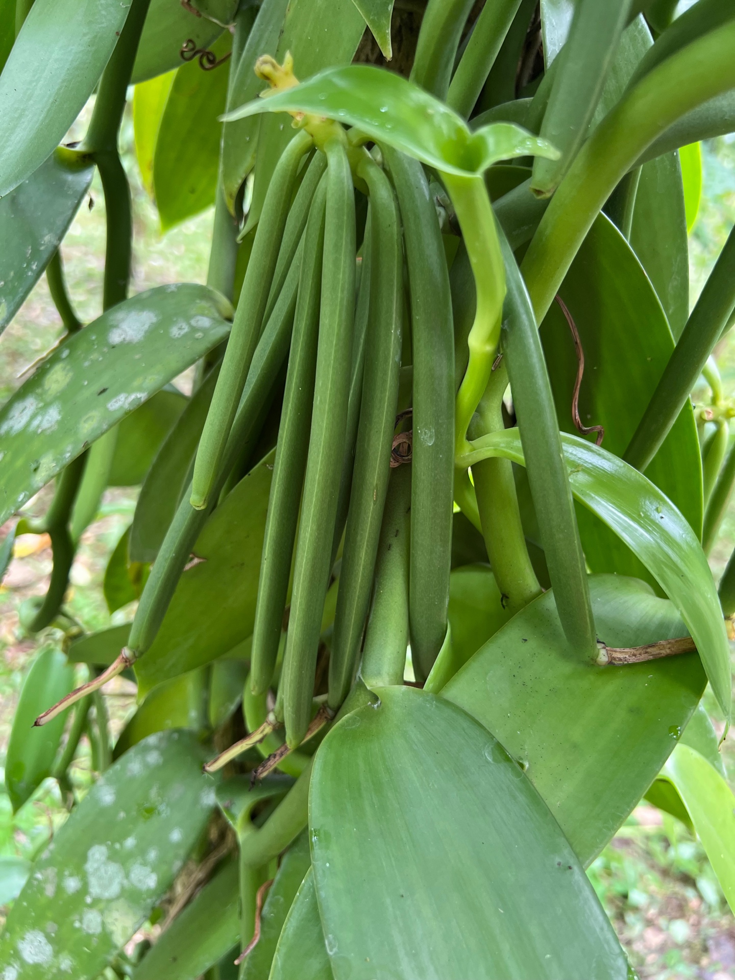 Vanilla pods detail