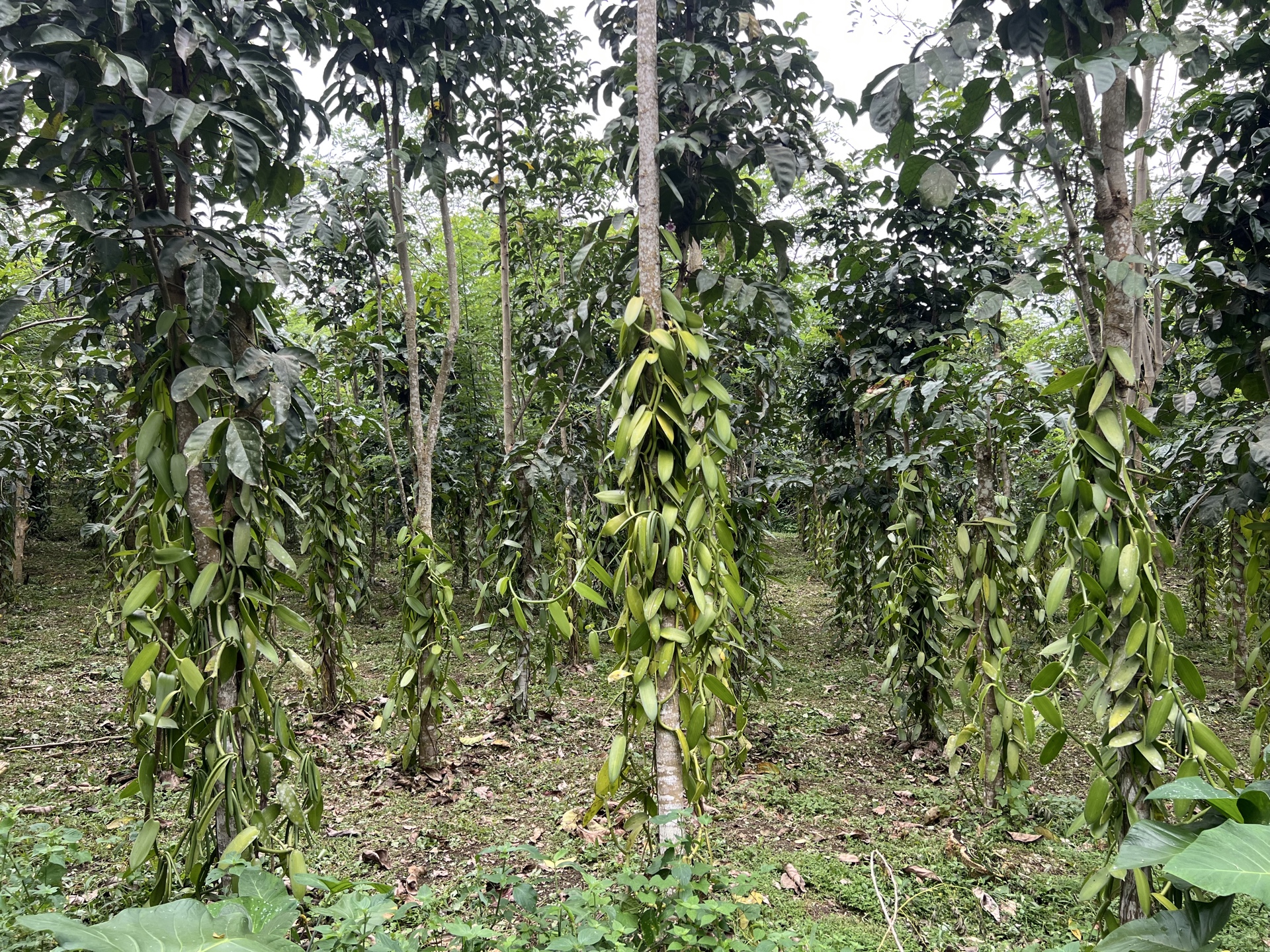 Vanilla plantation rows