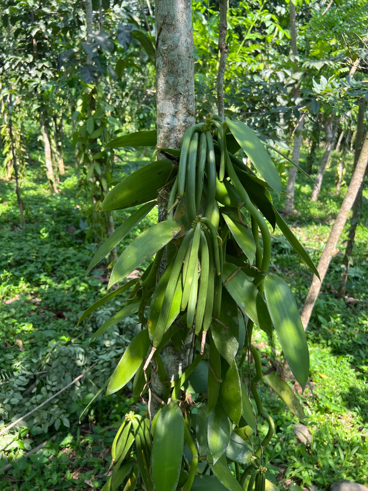 Vanilla orchid on the plantation